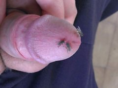 Flies eating precum