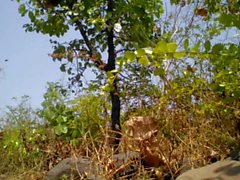 Village Boy Nude In Forest And Play With Tree