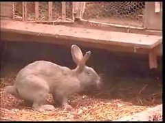 Boys Fucking in a Barn